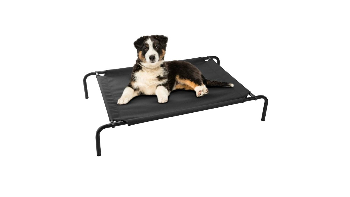 Benefits of Raised Dog Beds for Outdoor Use: 2026 Guide